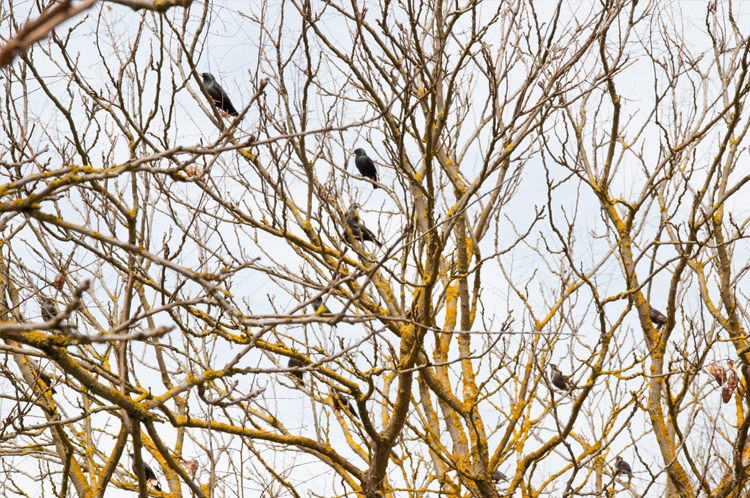 barañain,pajaros,plazaberri